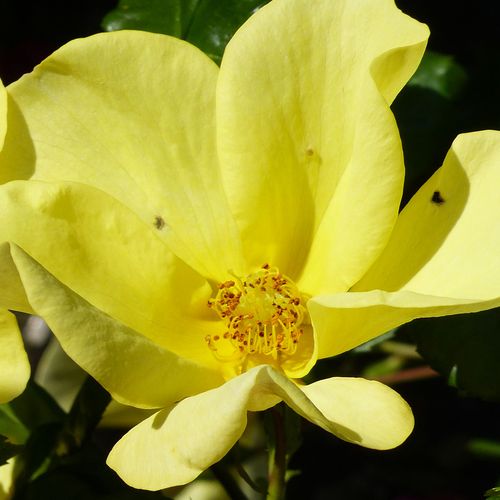 Rosa Liane Foly® - intenzívna vôňa ruží - Stromková ruža s klasickými kvetmi - žltá - Meilland Internationalstromková ruža s kríkovitou tvarou koruny - -